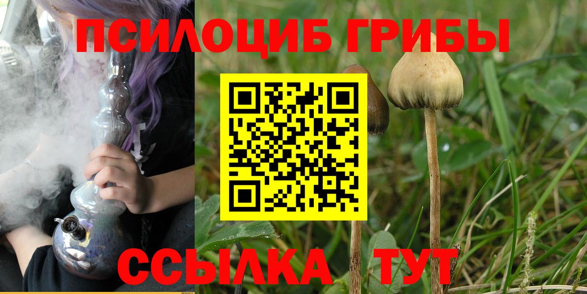 Кинель  Галлюциногенные грибы прущие грибы  Вход с VPN  Псилоцибиновые грибы Psilocybe 